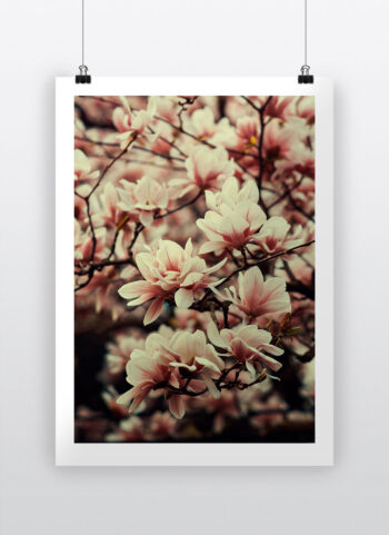 japanese-cherry-tree