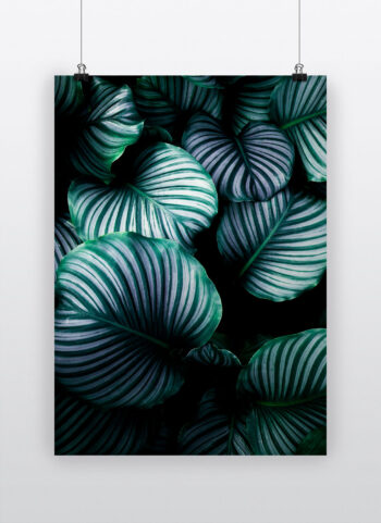 palmleaves